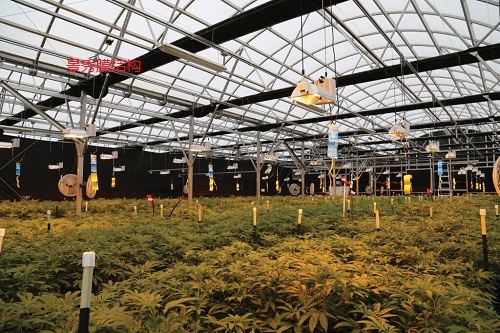 探索啤酒大棚采用膜結構設計